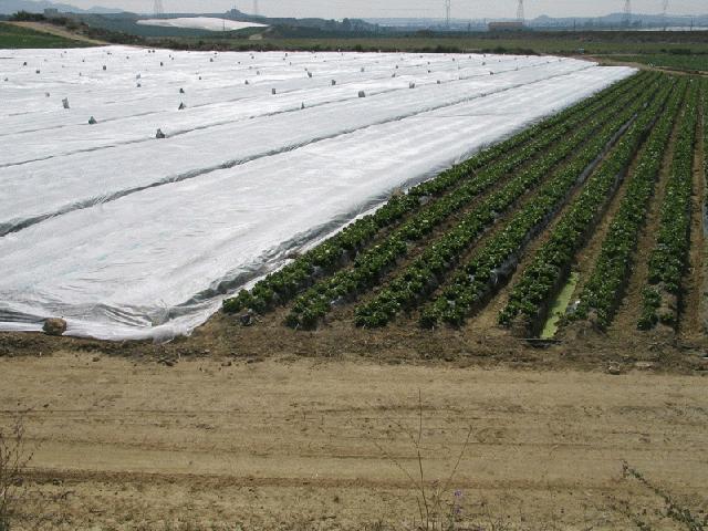 Manta térmica agrícola