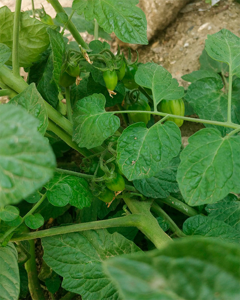 Fotografía de planta silvestre de tomates