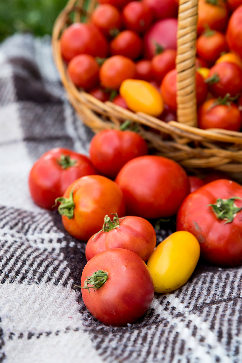 Fotografía de varios tipos de tomates sobre una manta en el campo