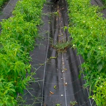 Fotografía de un cultivo protegido con malla antihierba