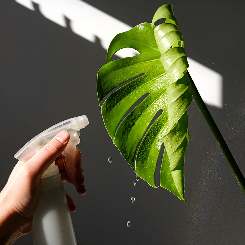 Fotografía de una mano ociando con agua una planta monstera