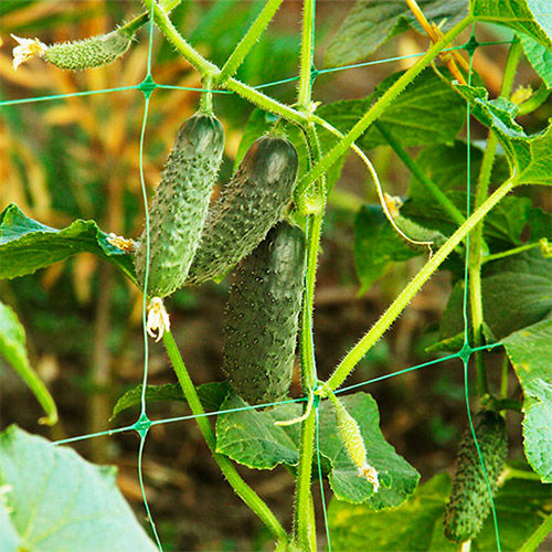 Fotografía de planta de pepino con malla de entutorado