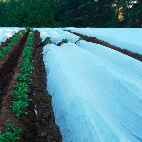 Fotografía de un cultivo protegido con manta térmica agrícula